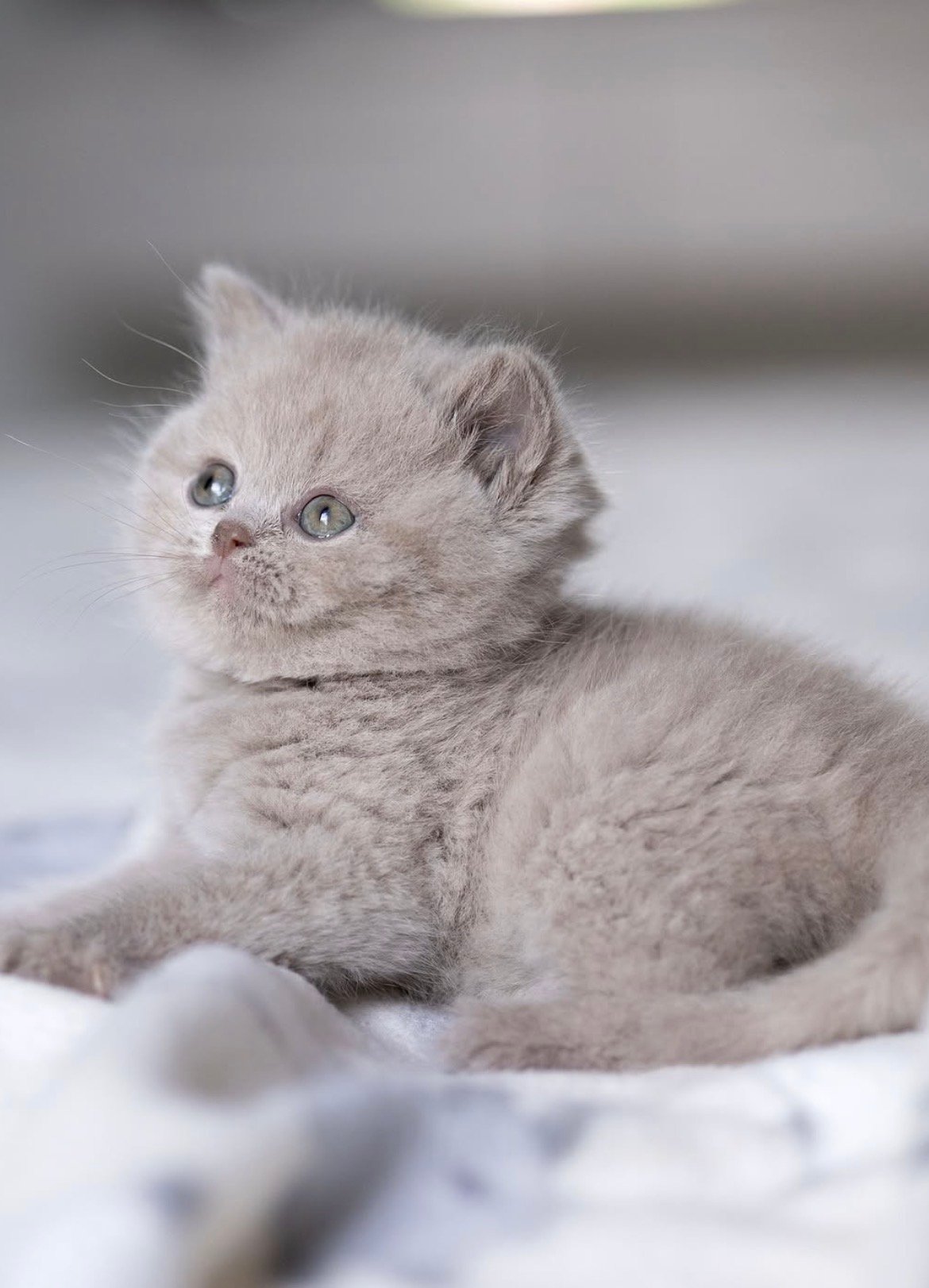 Luna - gatito British Shorthair