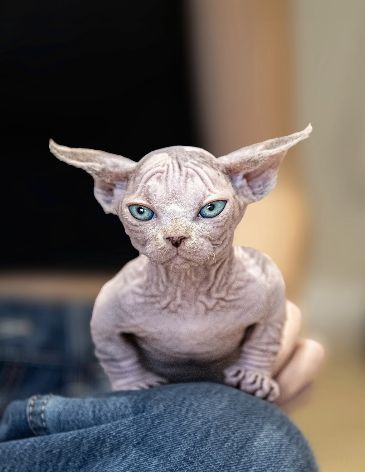 Ash - gatito Sphynx