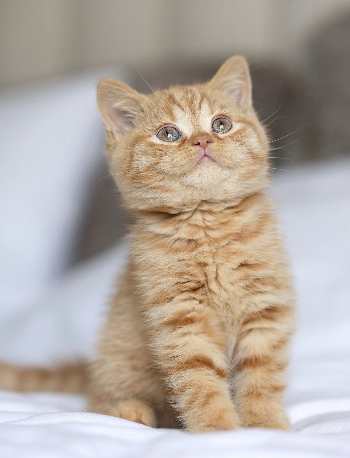 Marmalade - gatito British Shorthair