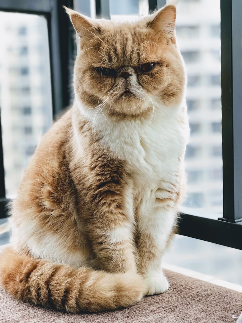 Gatito de raza con características fuertes