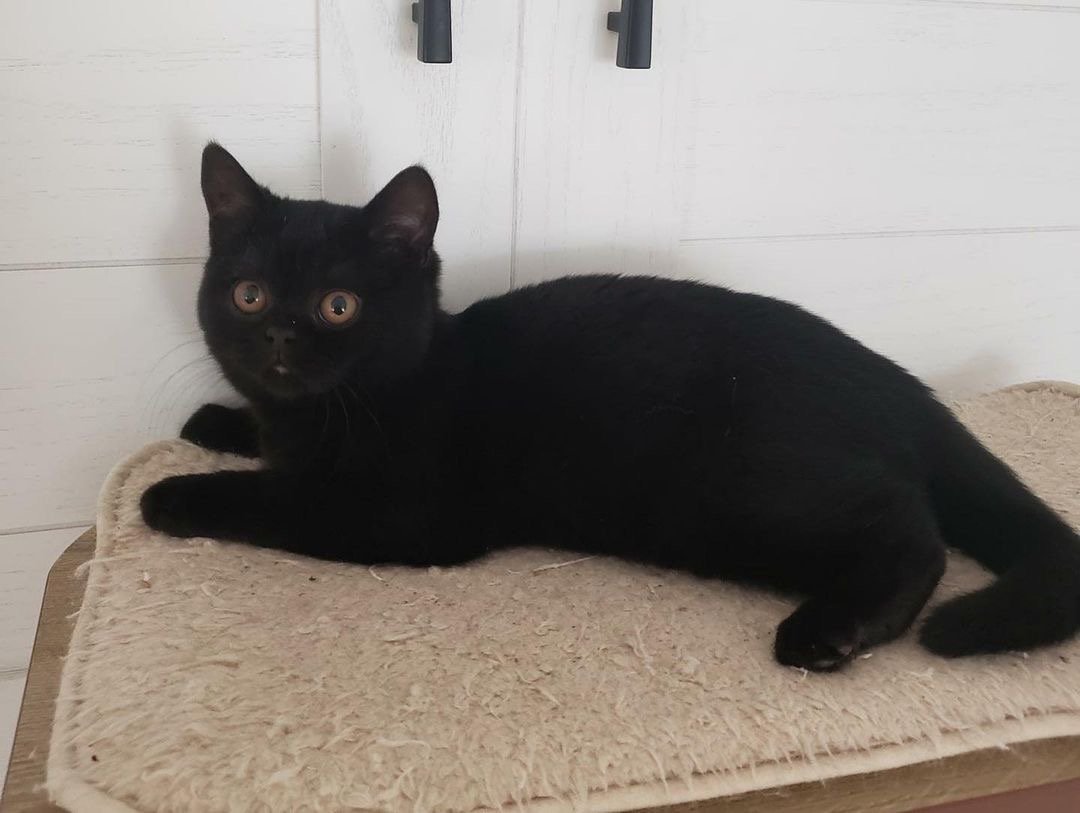 Shadow - gatito British Shorthair