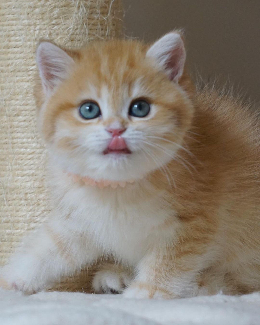 Ginger - gatito British Shorthair