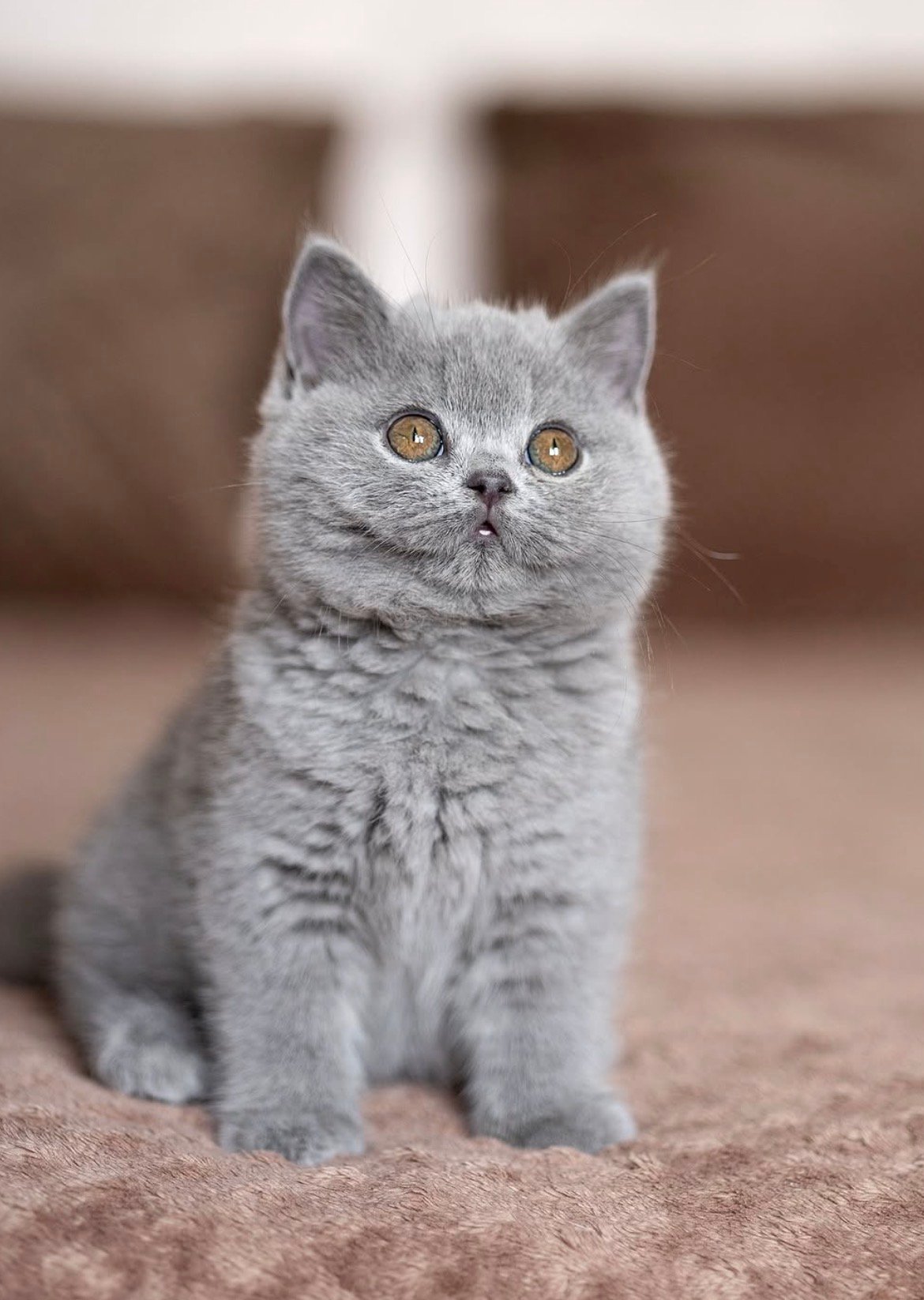 Smokey - gatito British Shorthair