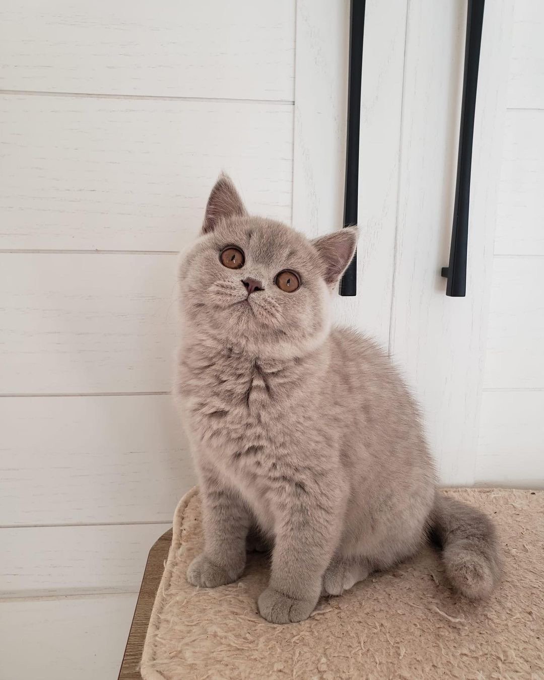 Pearl - gatito British Shorthair