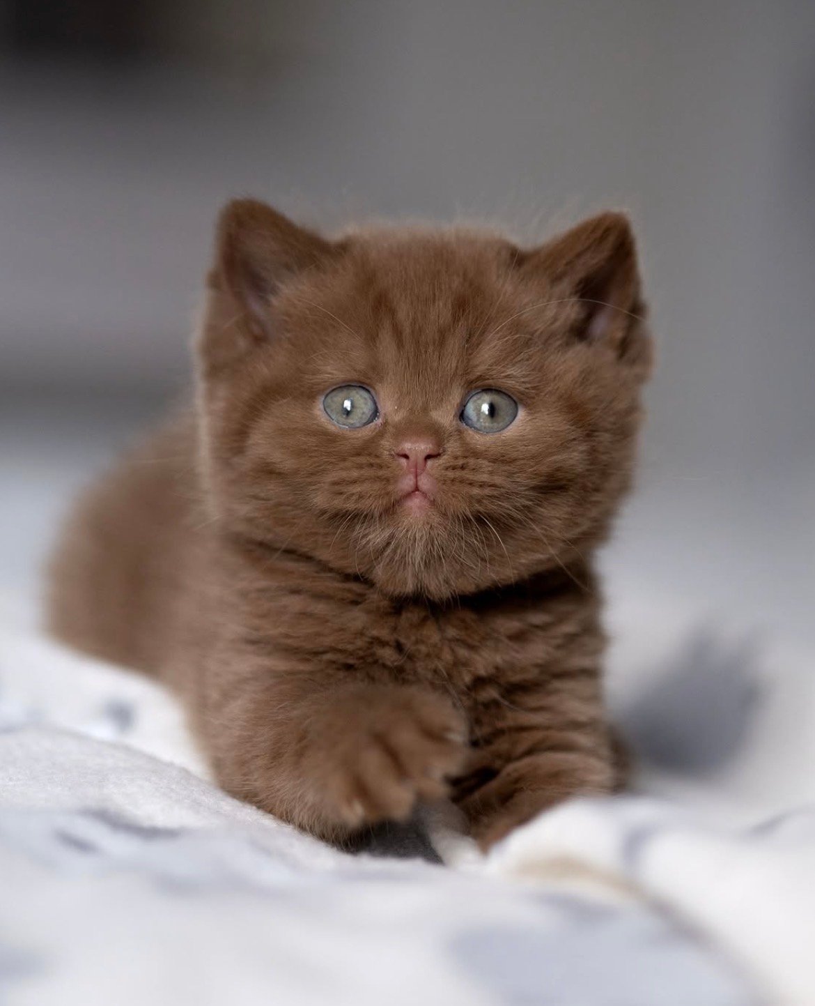 Mocha - gatito British Shorthair