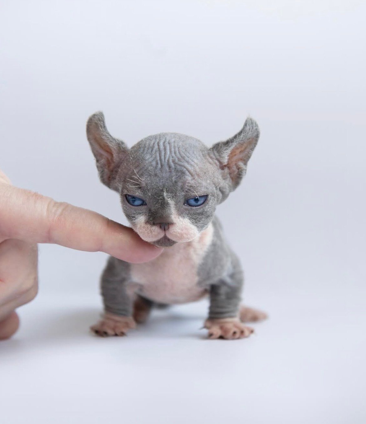 Honey - gatito Sphynx
