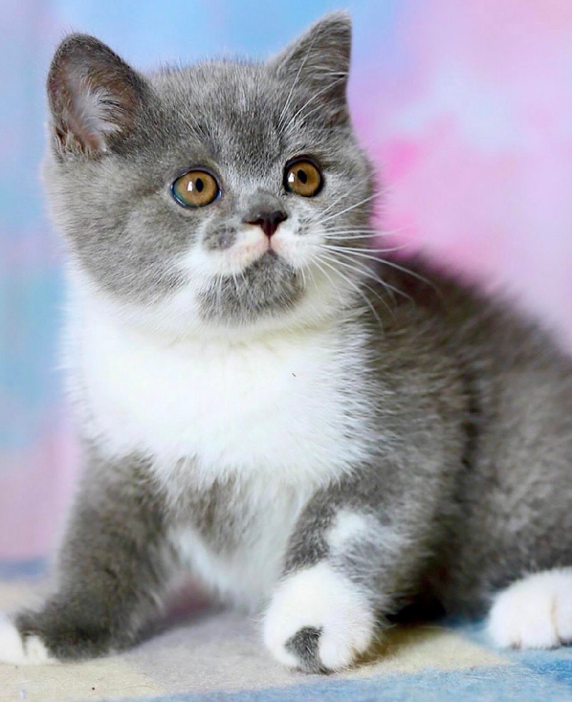 Copper - gatito British Shorthair