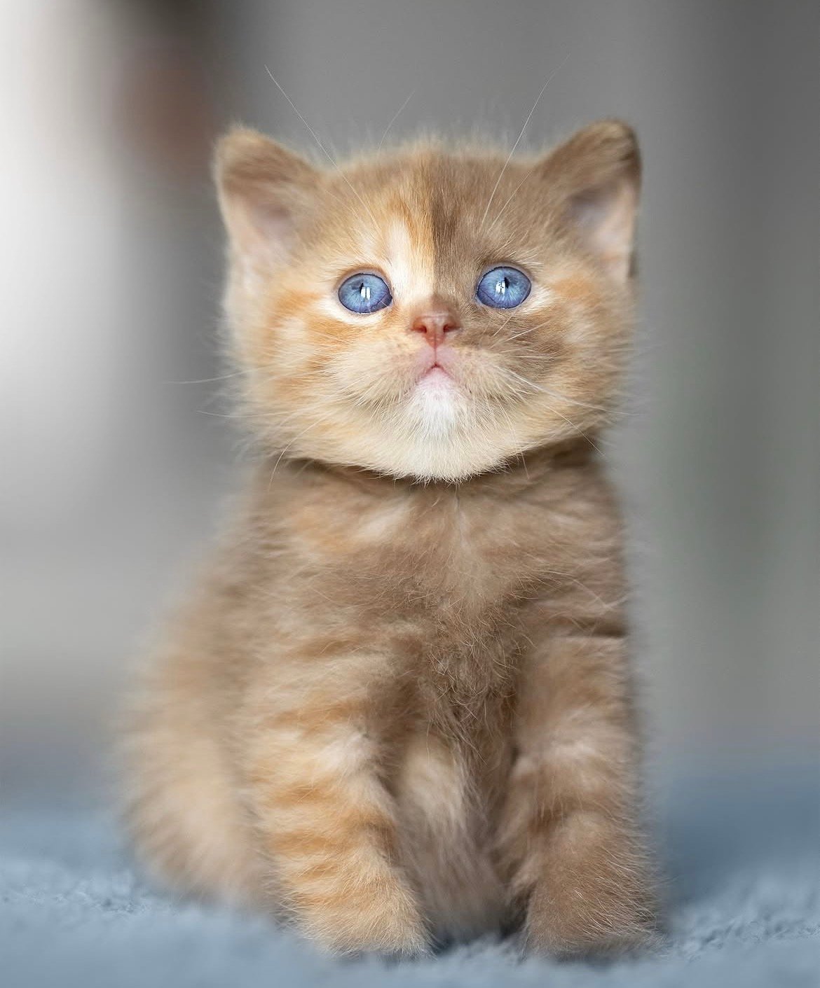 Honey - gatito British Shorthair