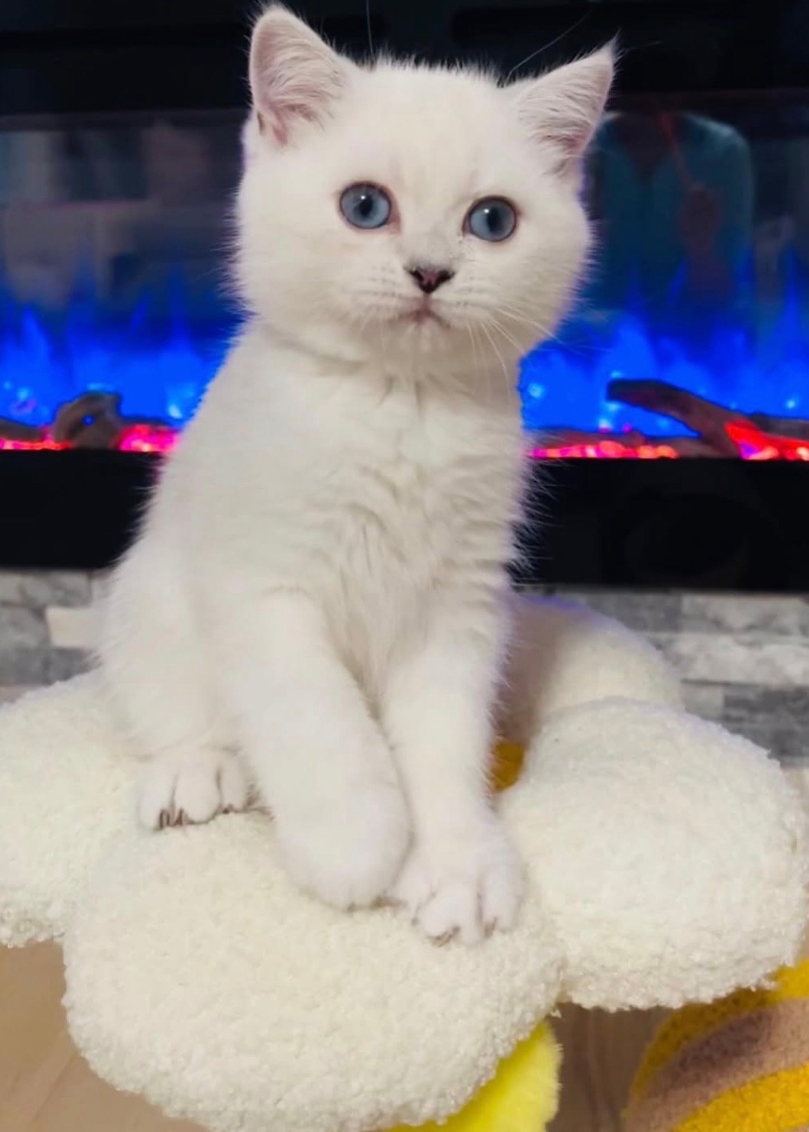 Stella - gatito British Shorthair