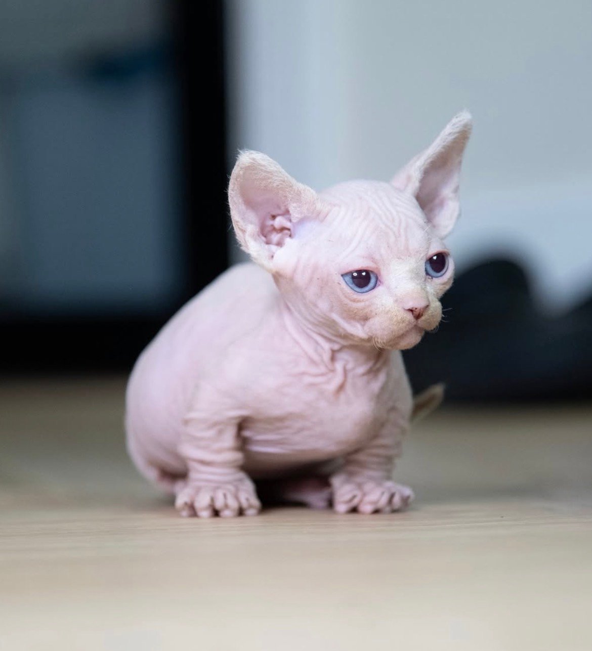 Storm - gatito Sphynx