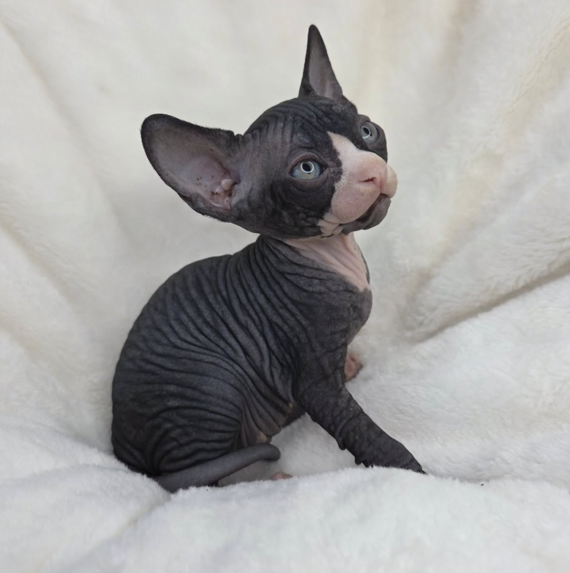 Categoría Sphynx