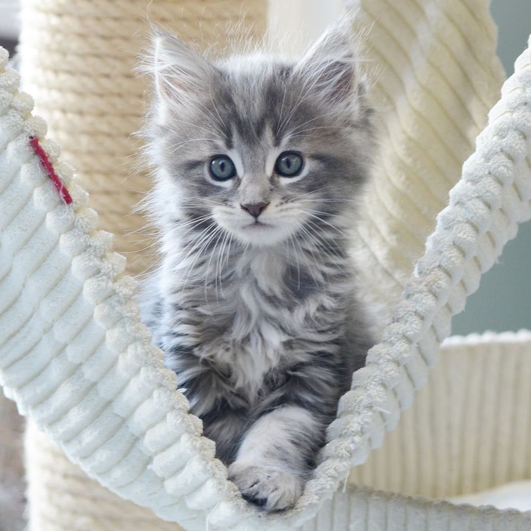 Grace - gatito British Shorthair bicolor