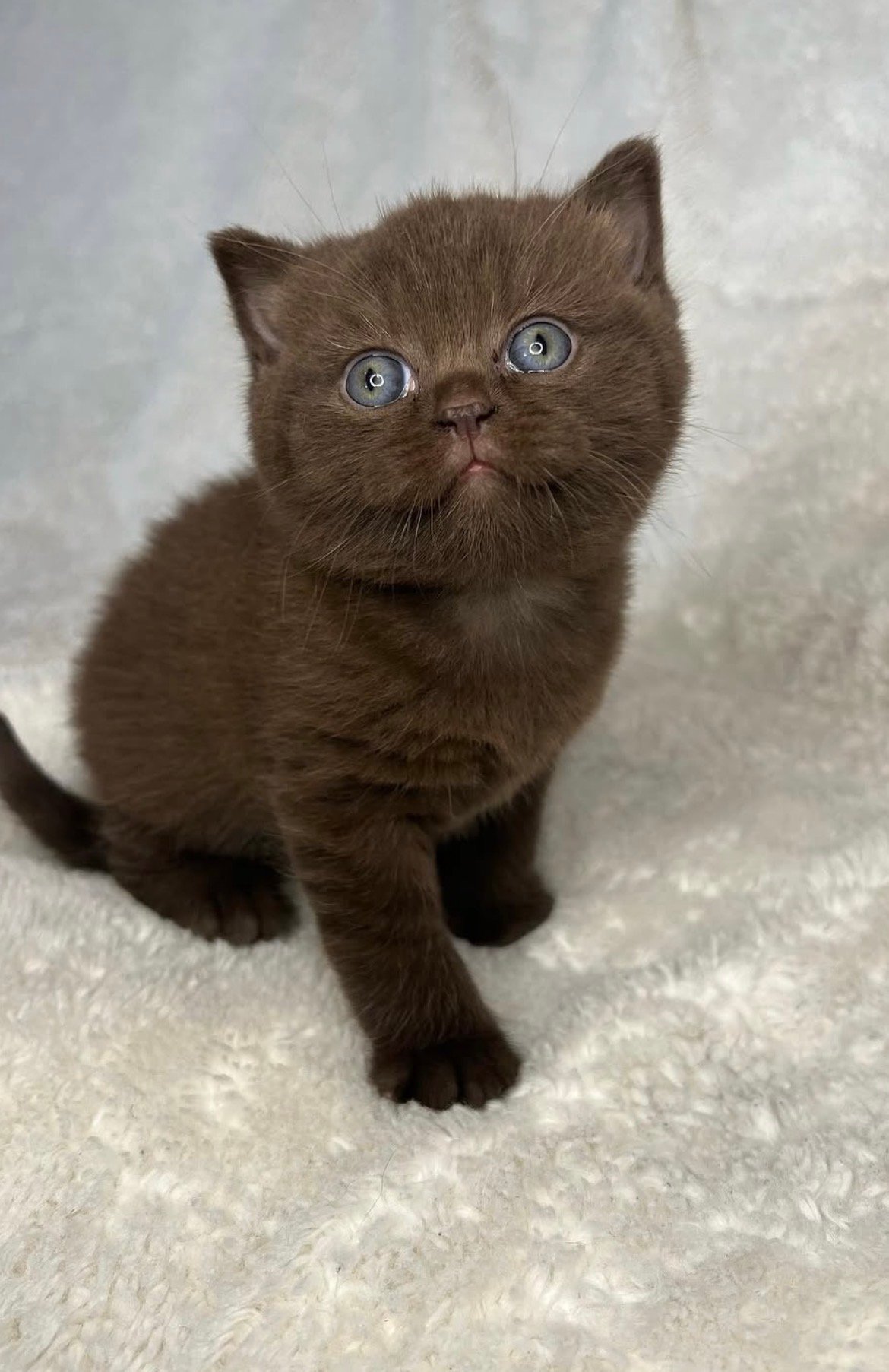 Cocoa - gatito British Shorthair