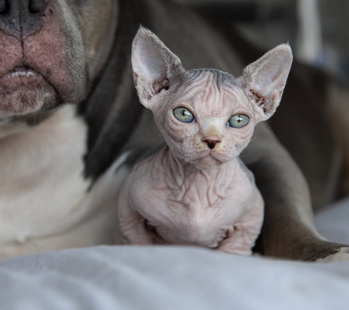 Luna - gatito Sphynx