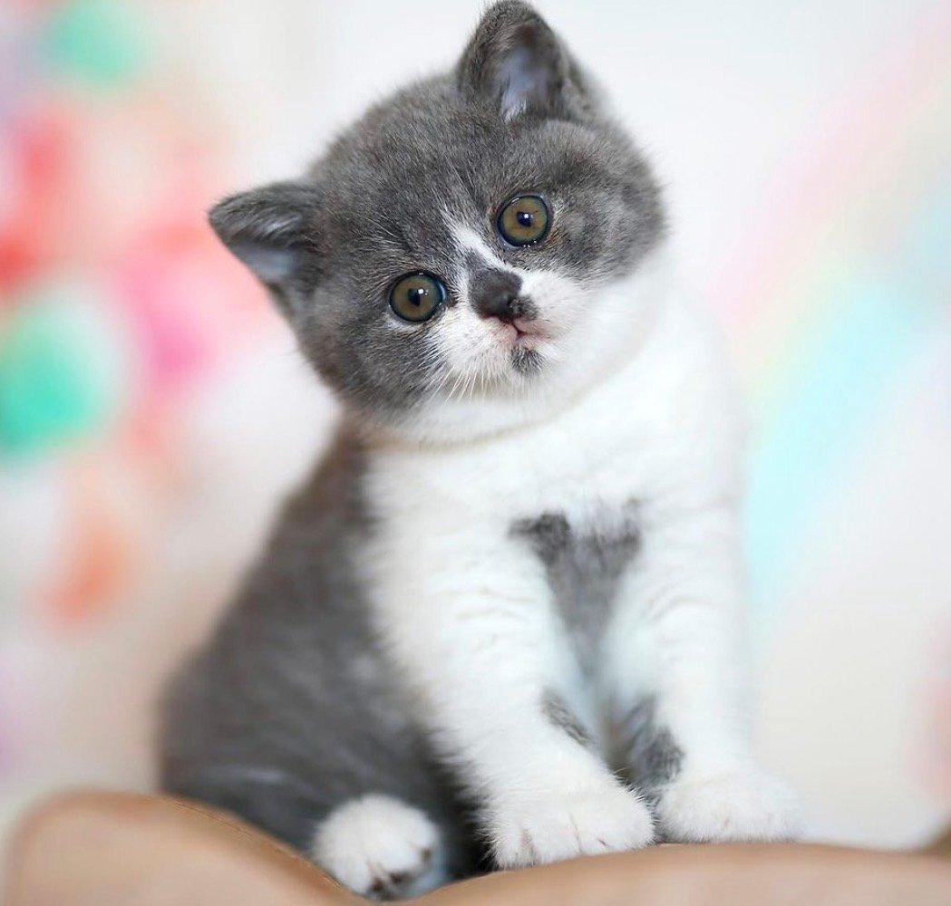 Ash - gatito British Shorthair