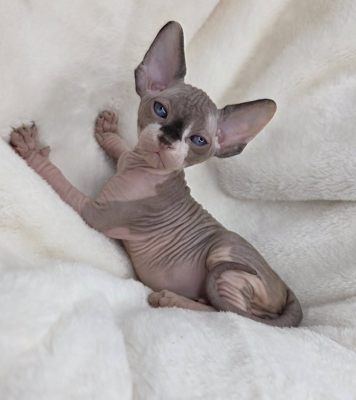 Phoenix - gatito Sphynx