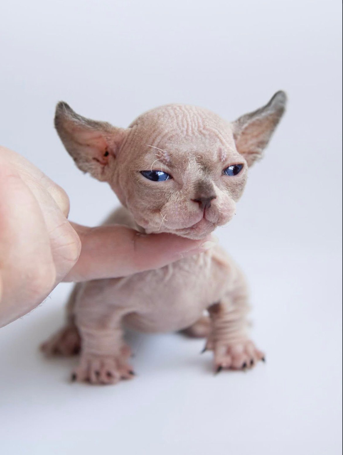 Cream - gatito Sphynx