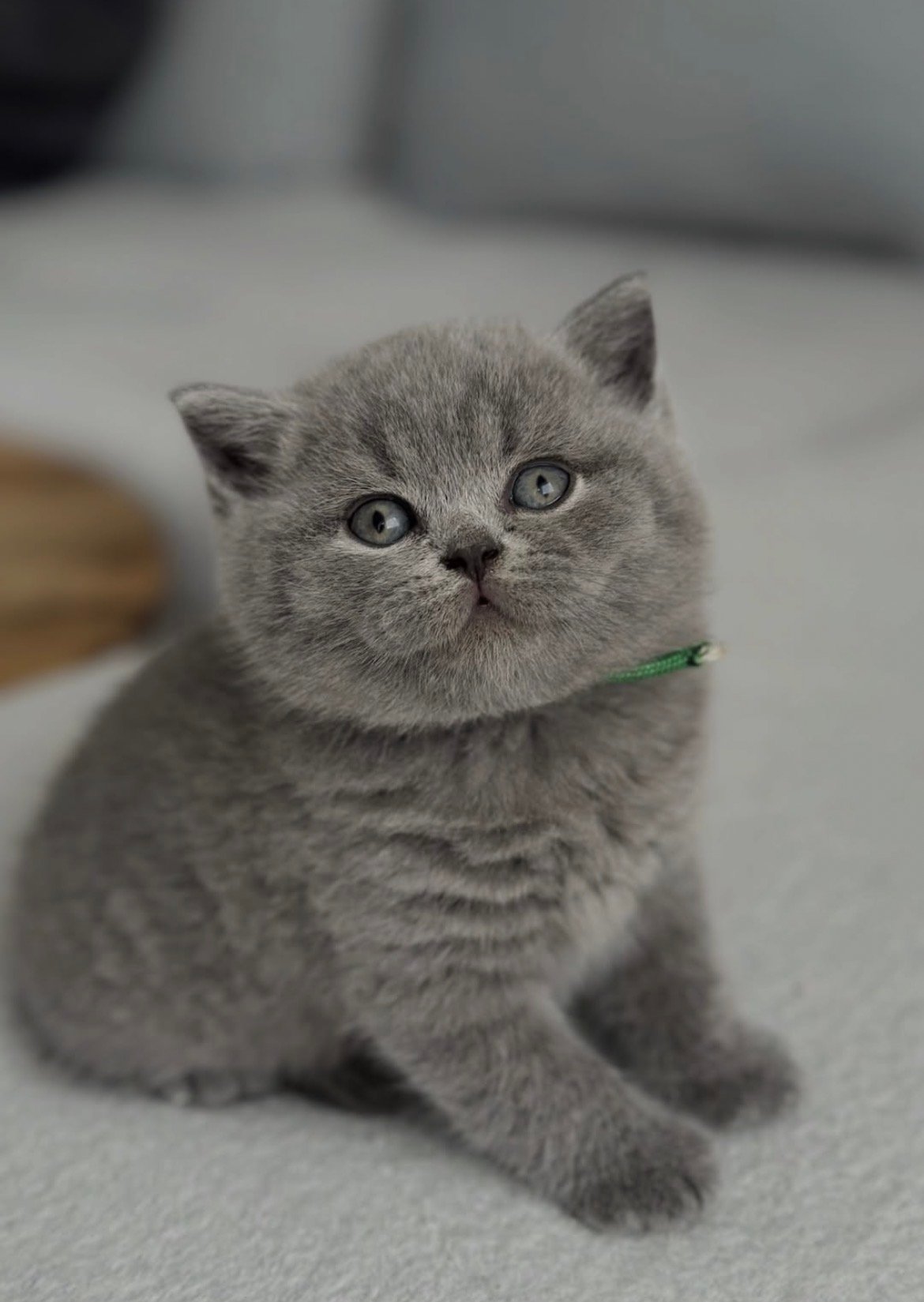 Scout - gatito British Shorthair