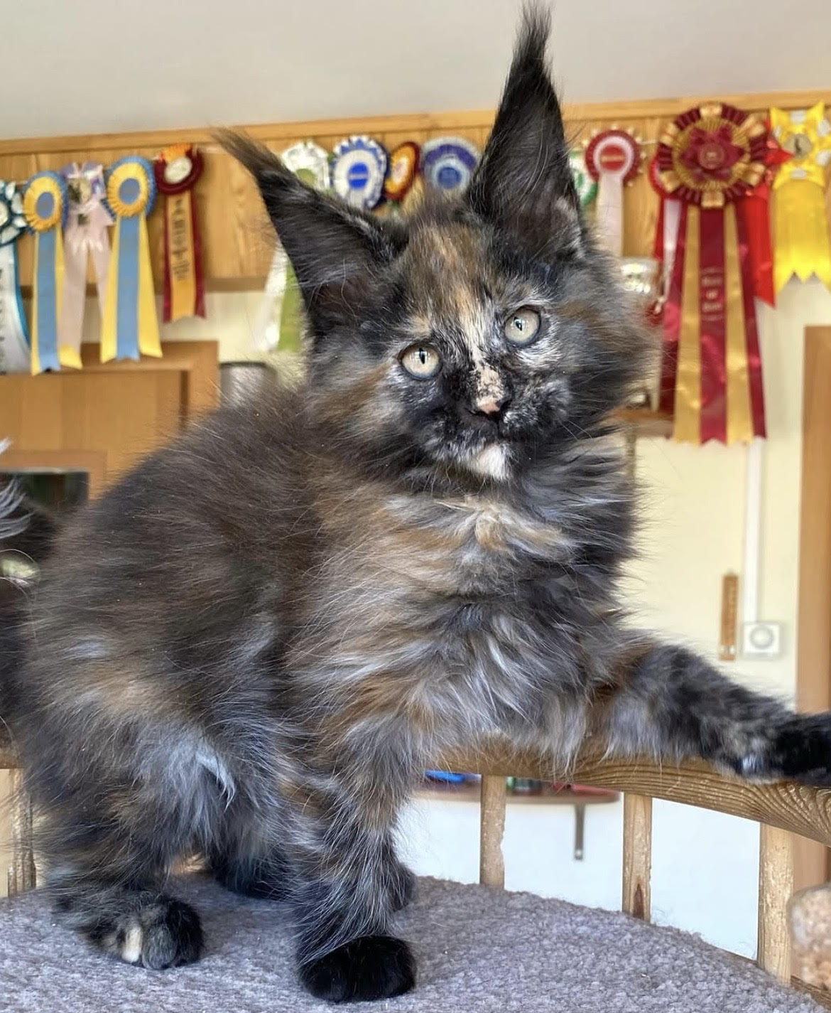 Categoría Maine Coon