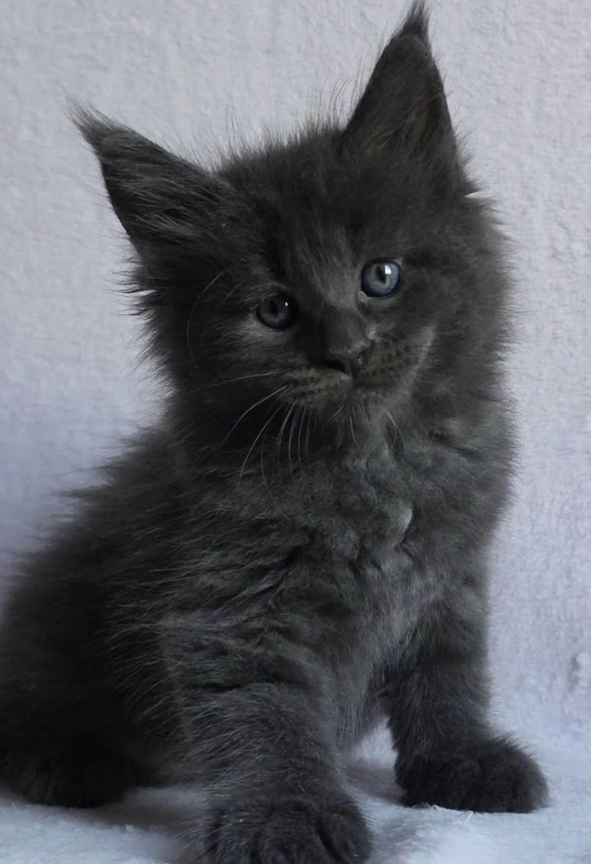 Bravo - gatito Maine Coon