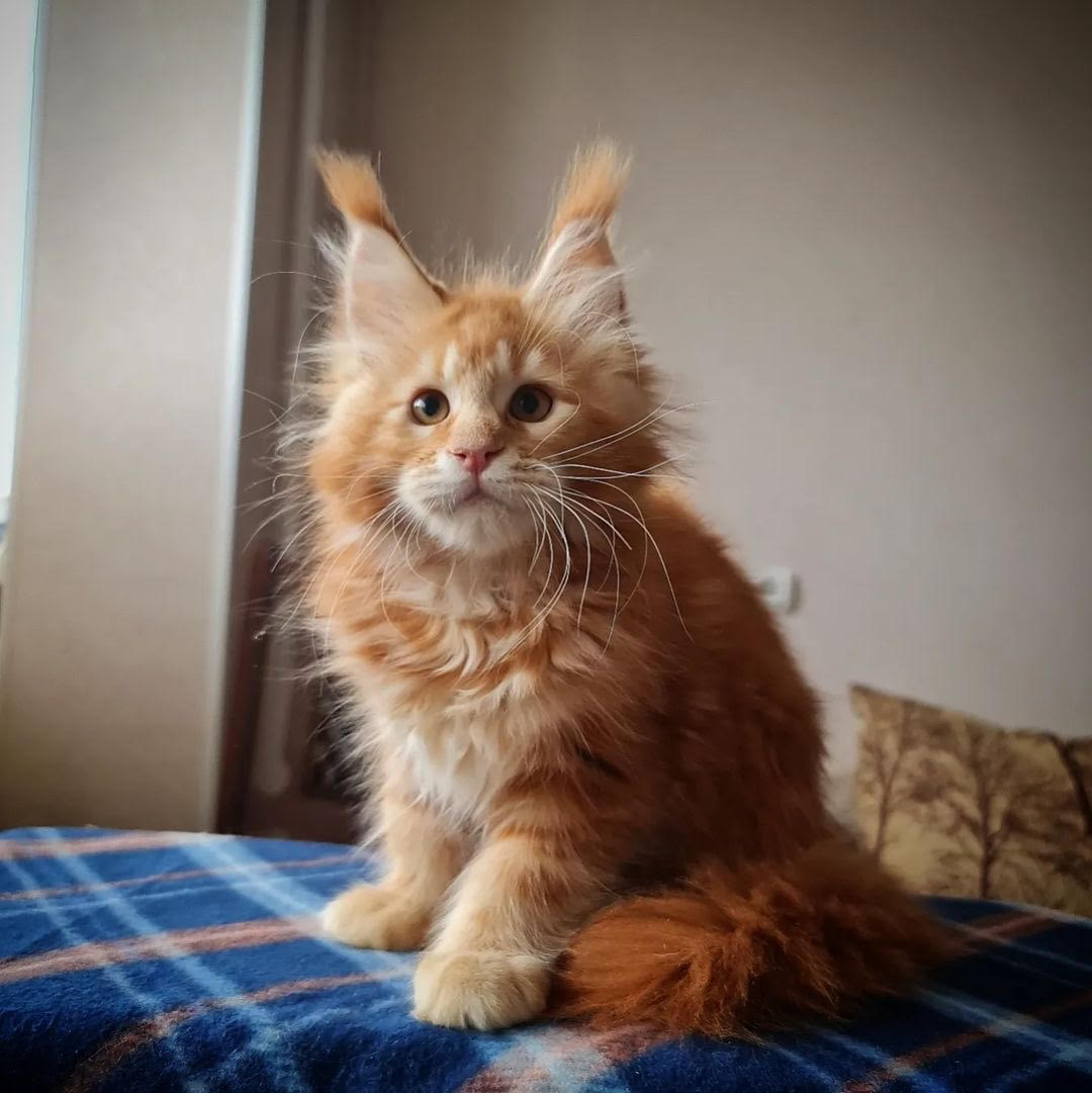 Brucie - gatito Maine Coon