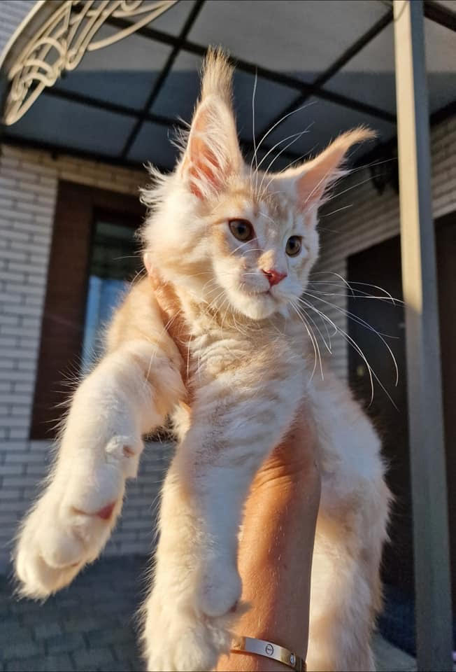 Catty - gatito Maine Coon