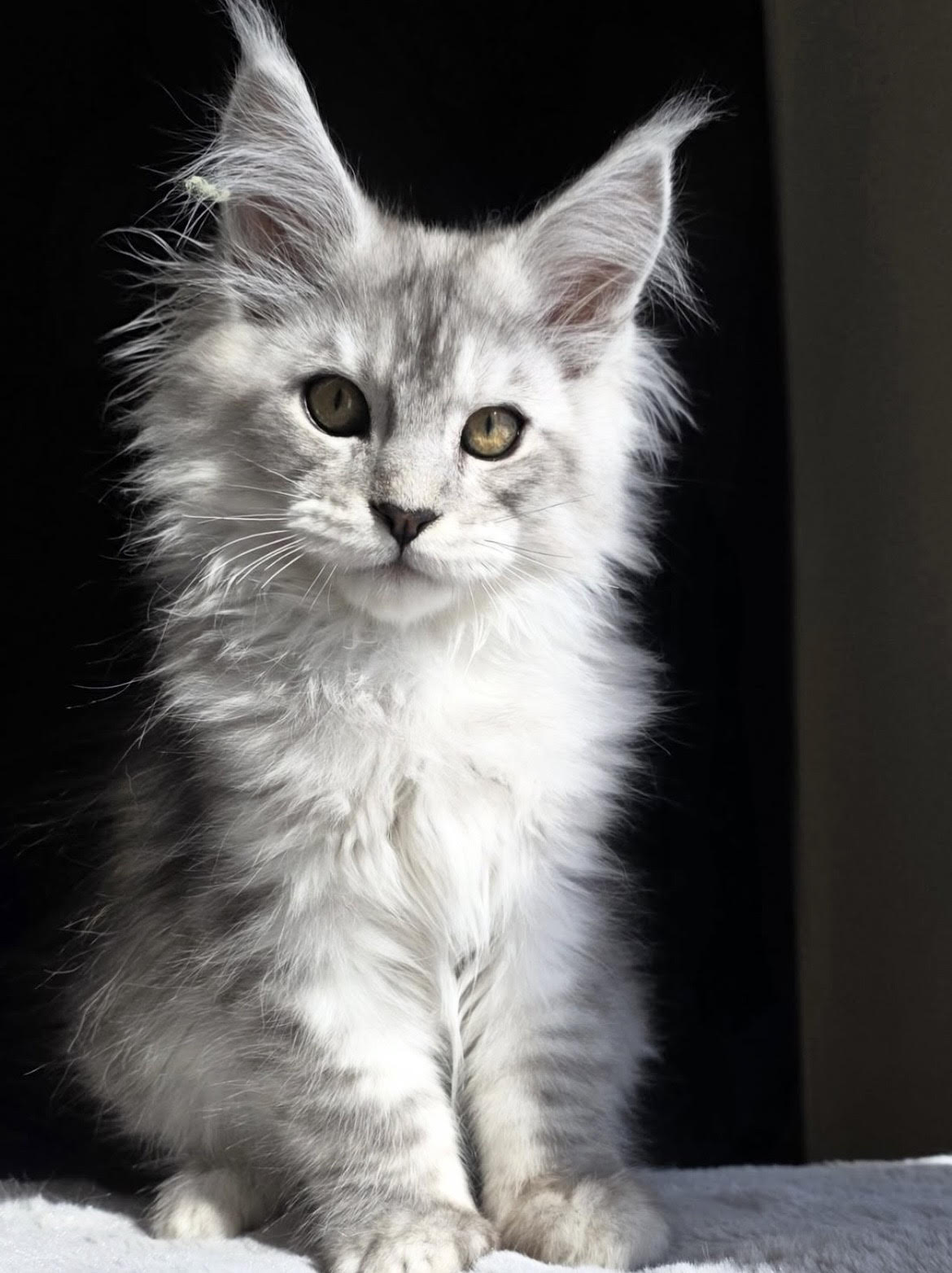 Chuco - gatito Maine Coon