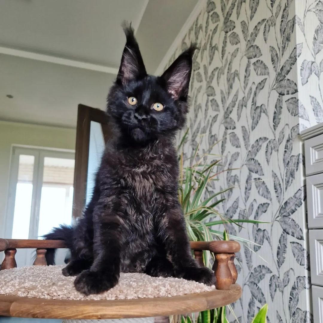 Jacki - gatito Maine Coon