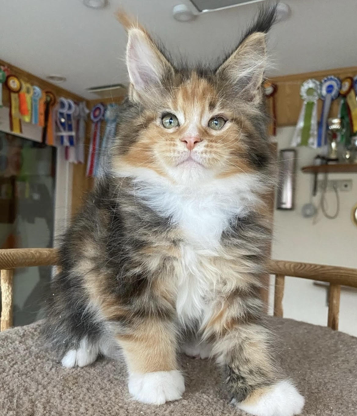 Lola - gatito Maine Coon