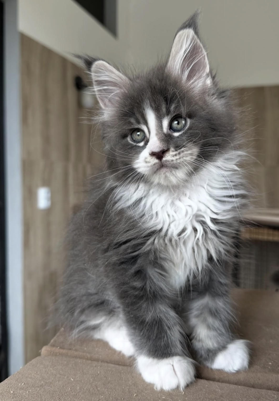 Lolita - gatito Maine Coon