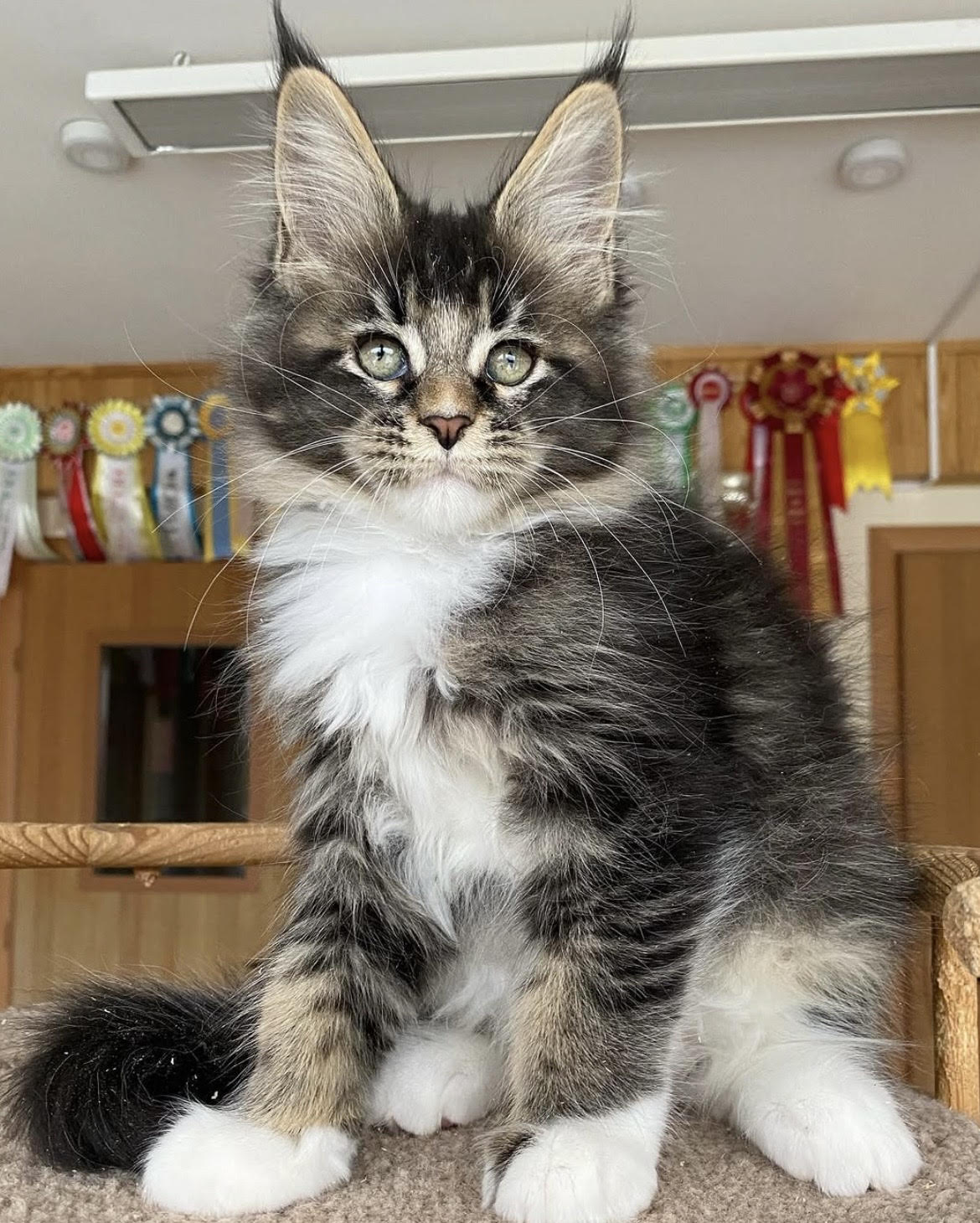 Louie - gatito Maine Coon