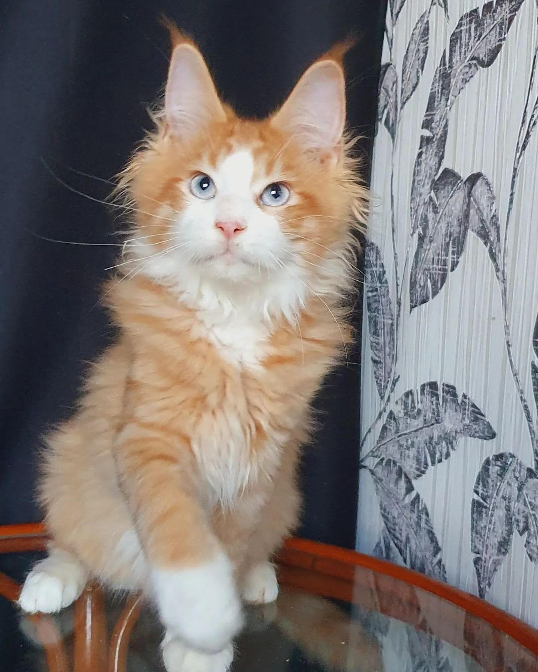 Luna - gatito Maine Coon