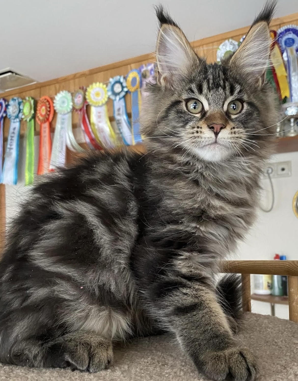 Milo - gatito Maine Coon