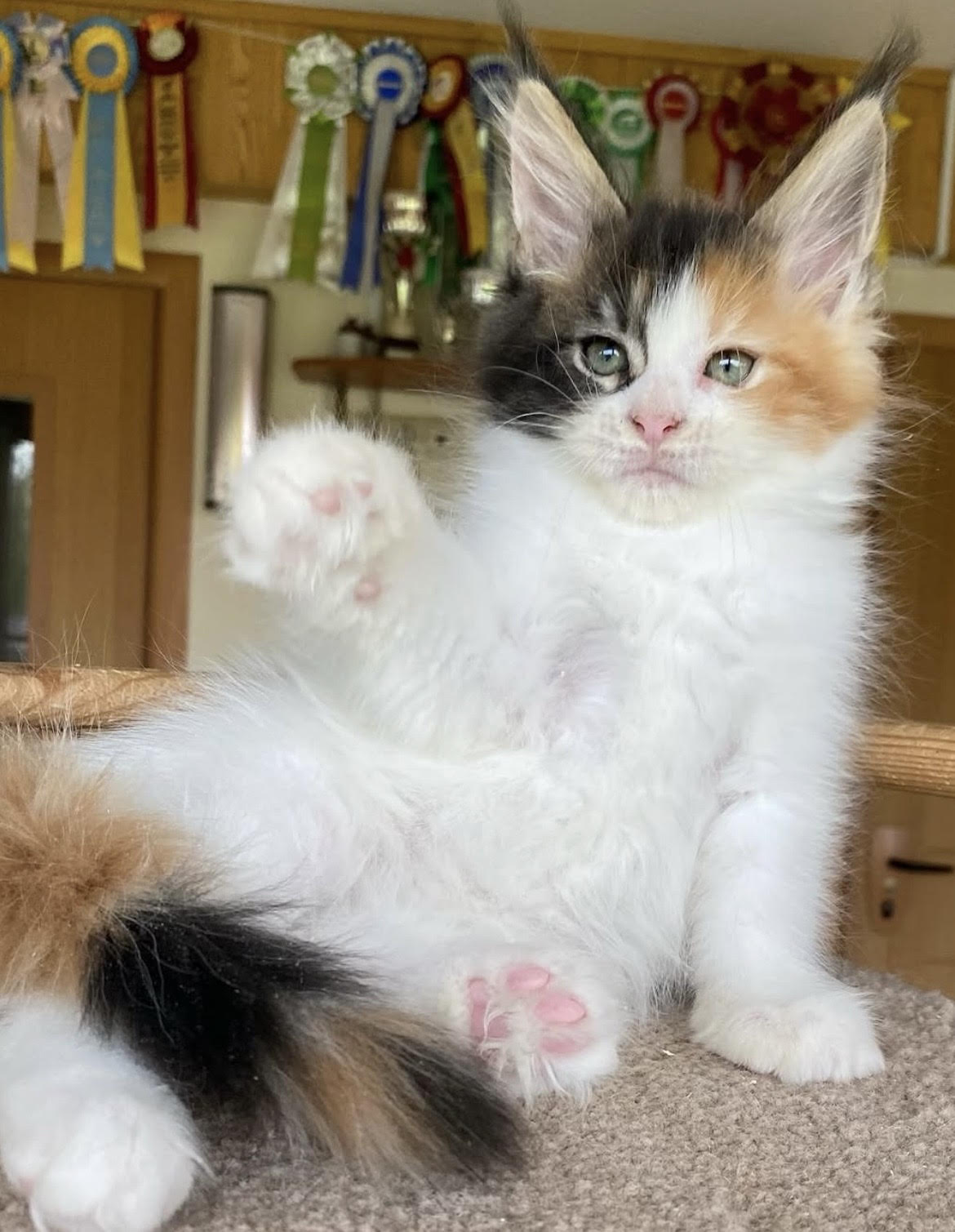 Pamela - gatito Maine Coon
