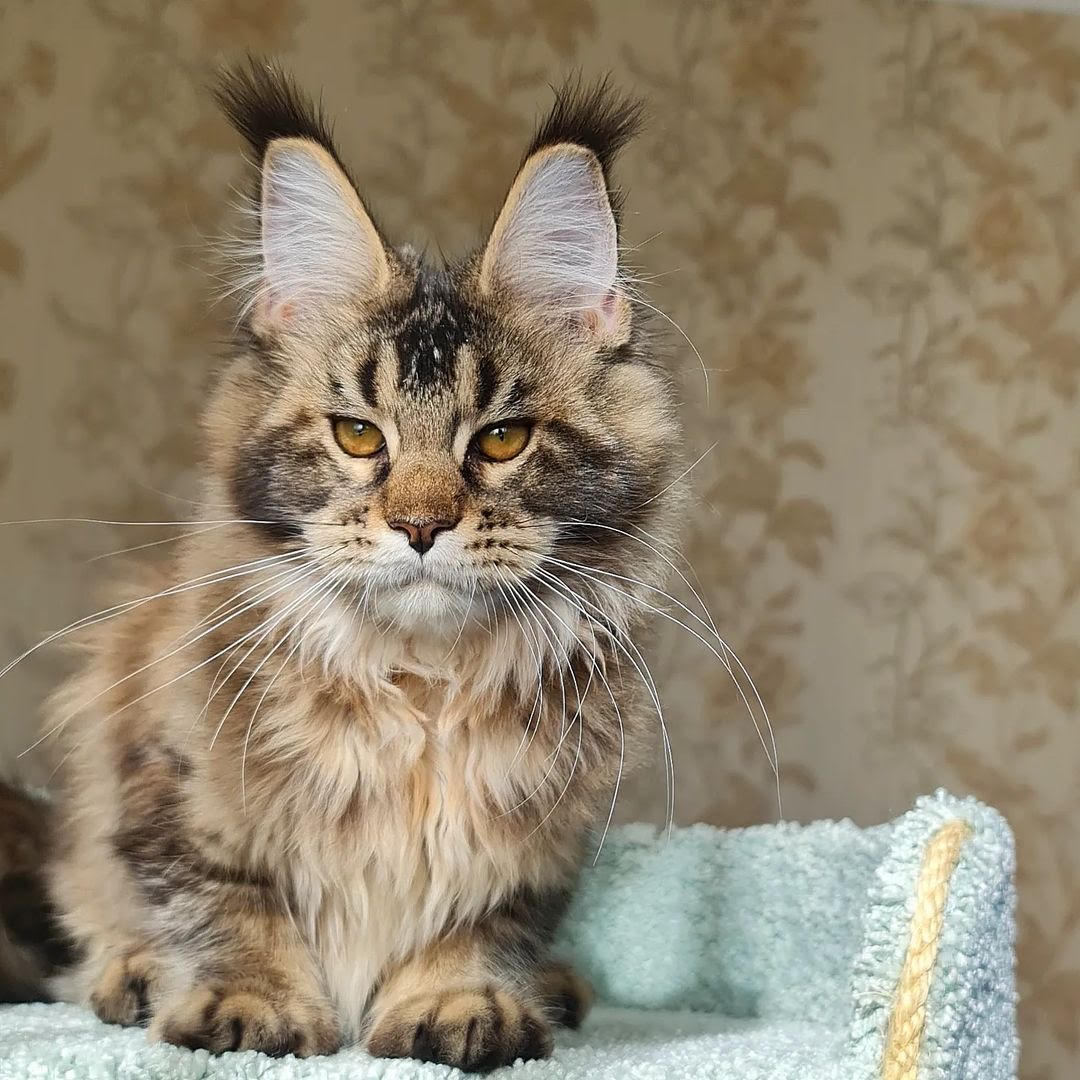 Pringles - gatito Maine Coon