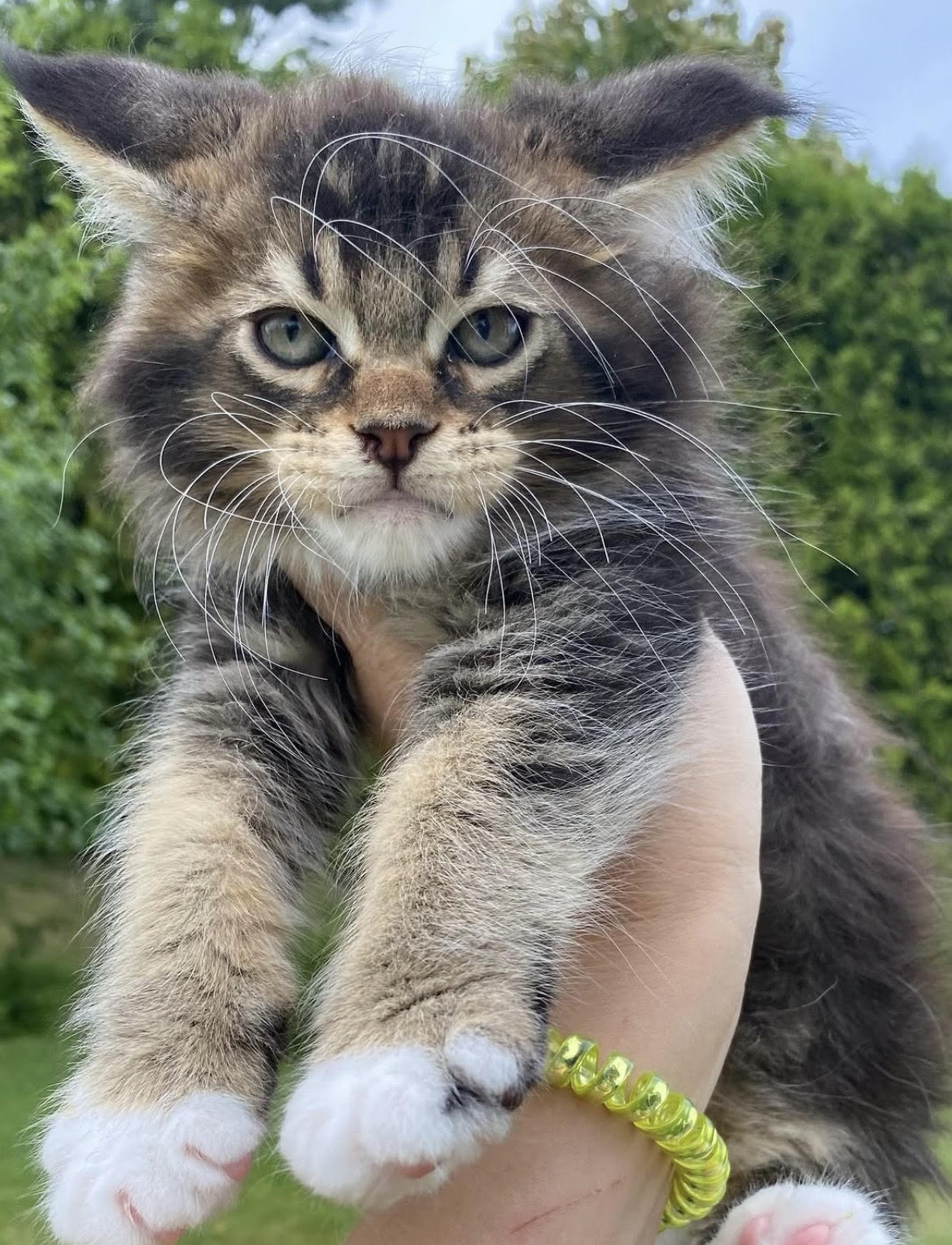 Rico - gatito Maine Coon