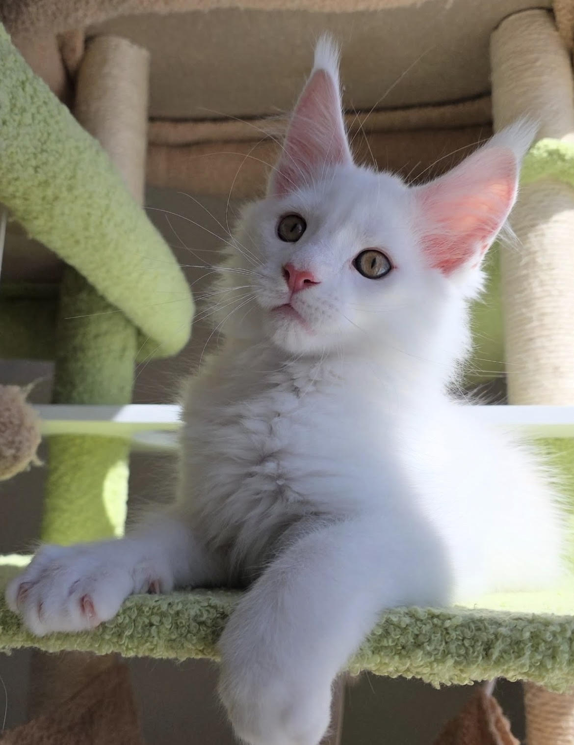 Snowy - gatito Maine Coon