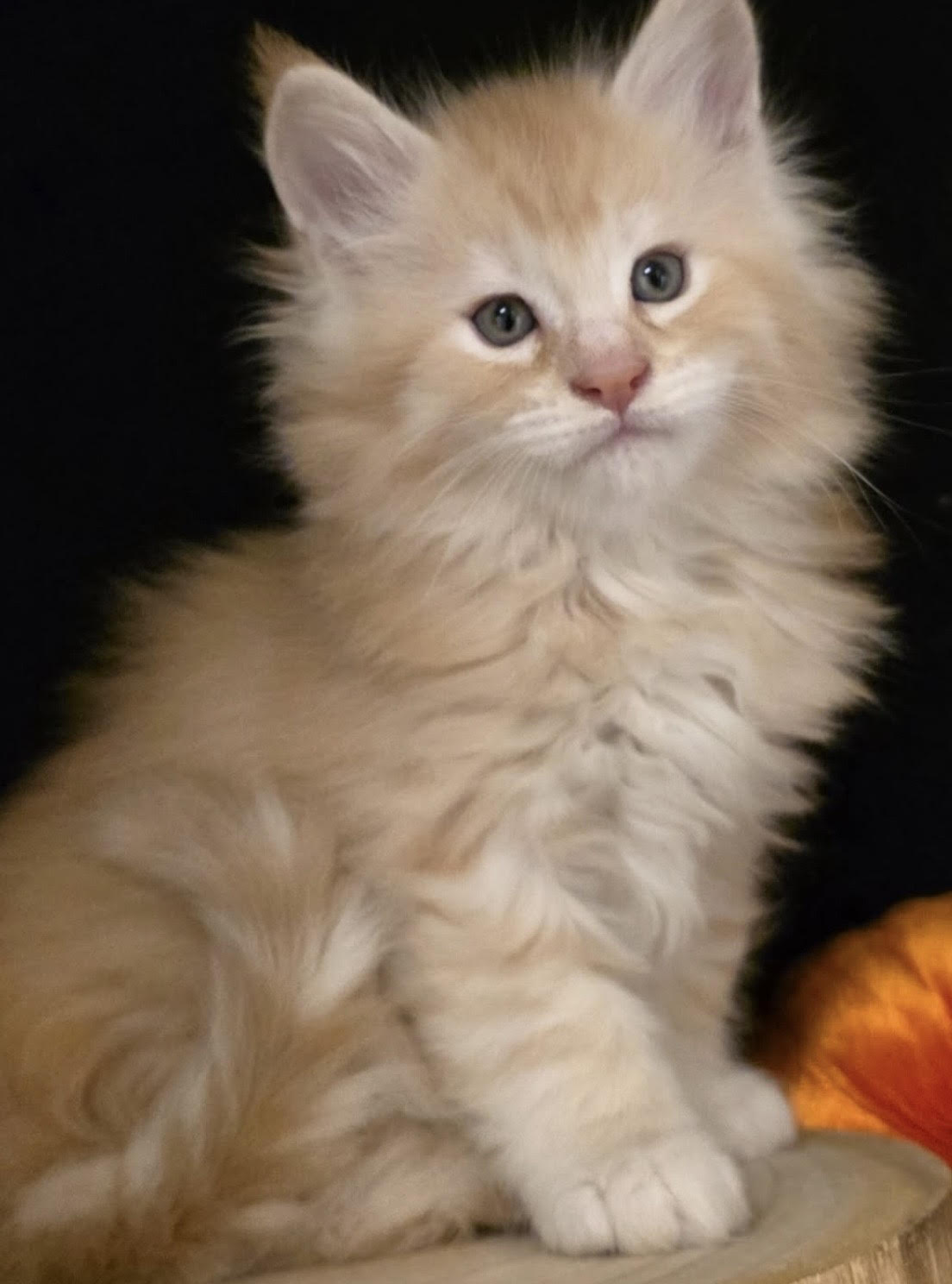 Sonia - gatito Maine Coon