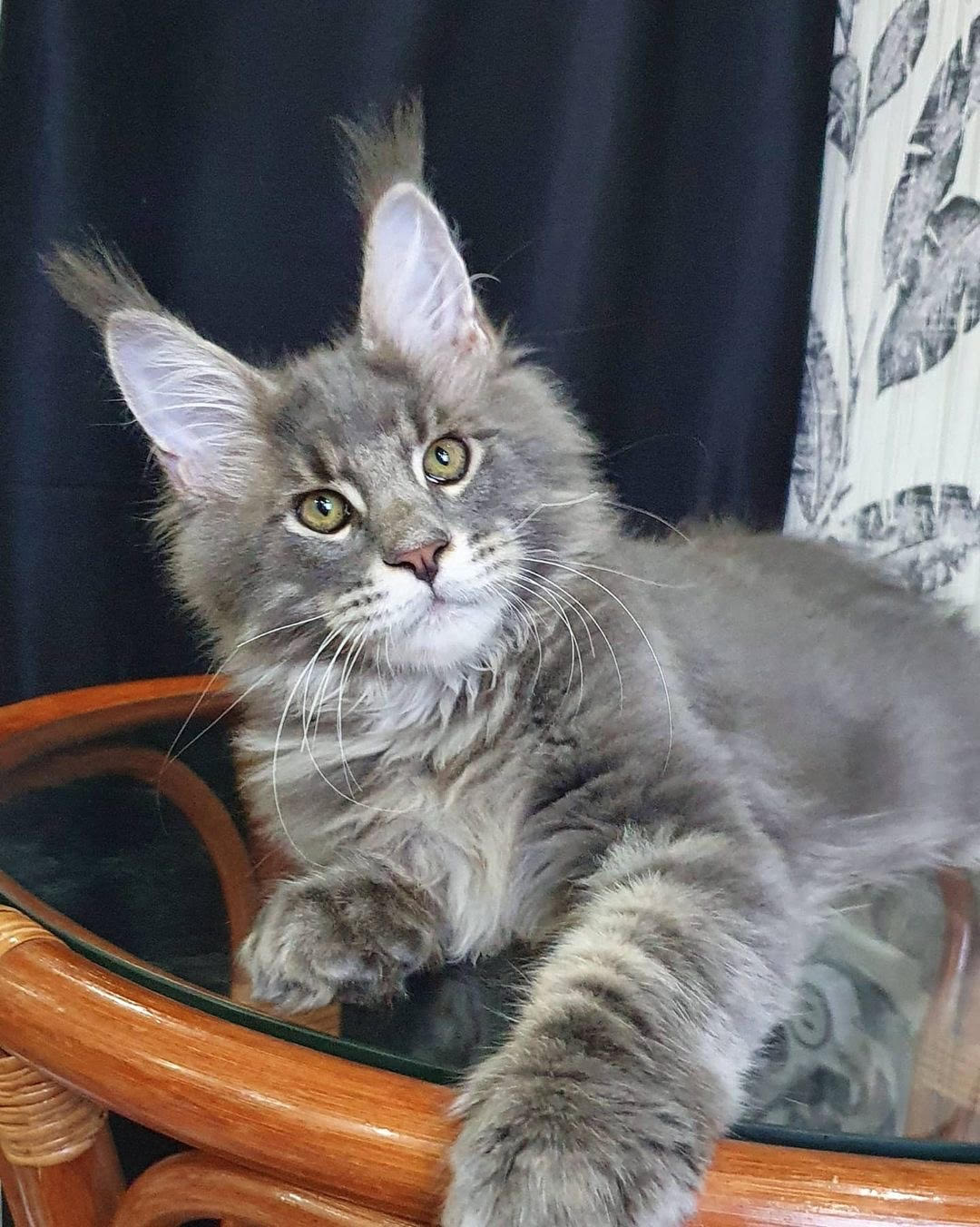 Spartacus - gatito Maine Coon