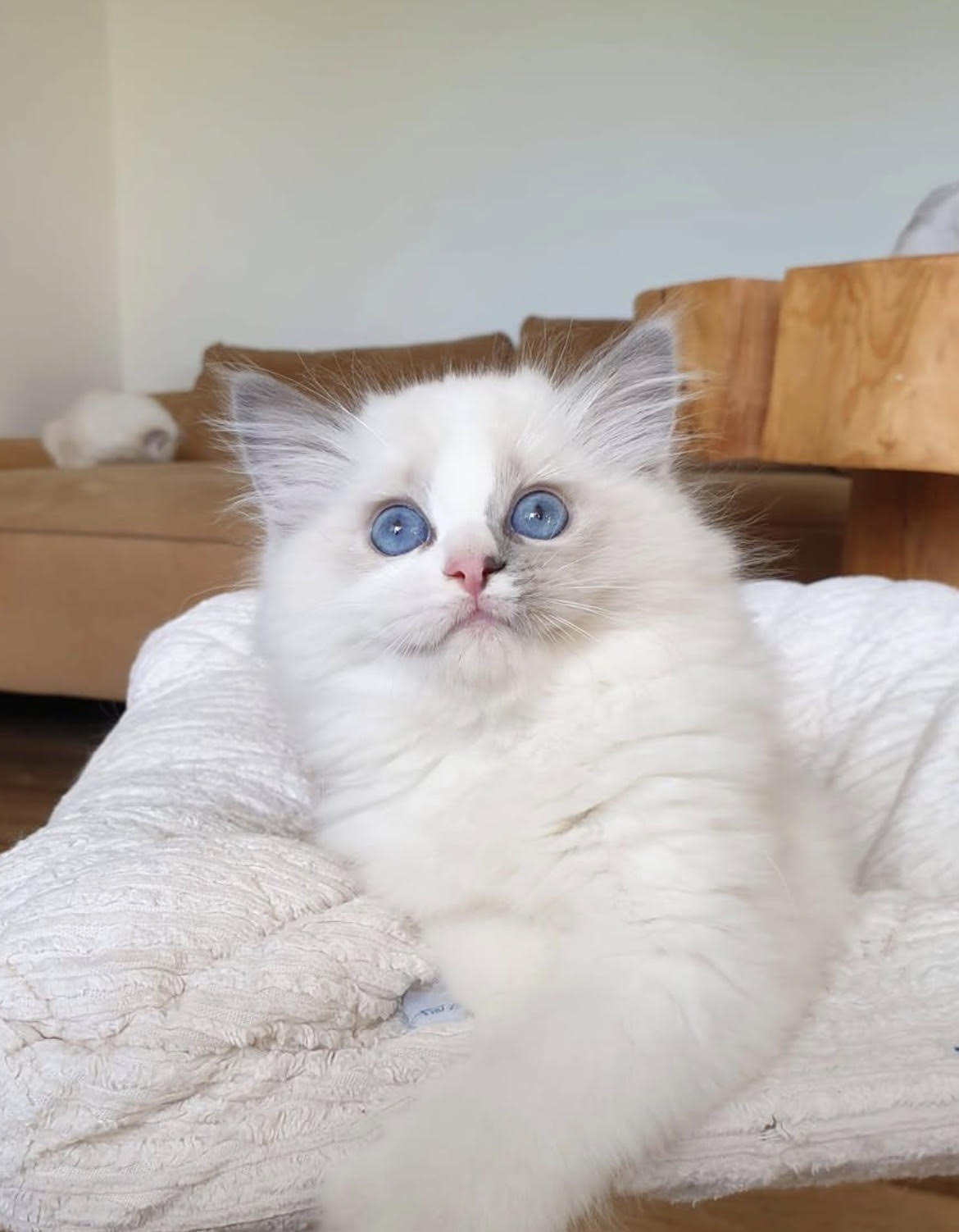 Categoría Ragdoll