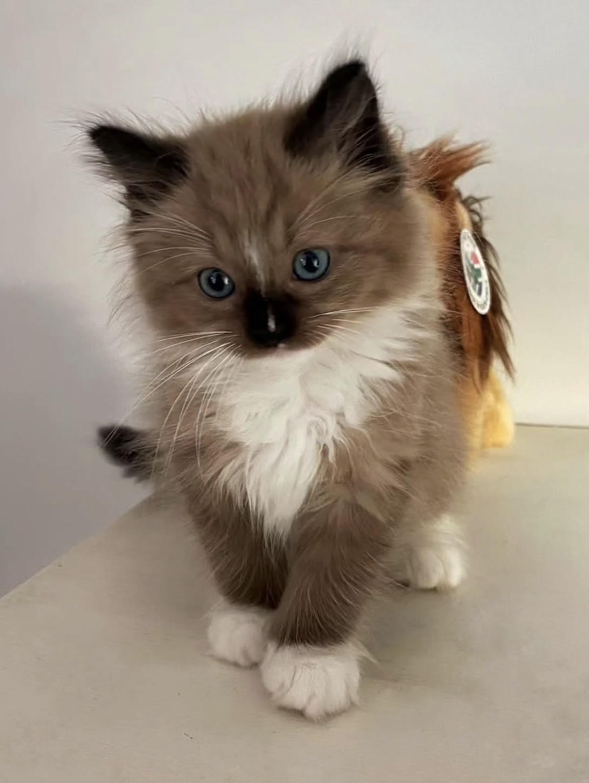 Atlas - gatito Ragdoll