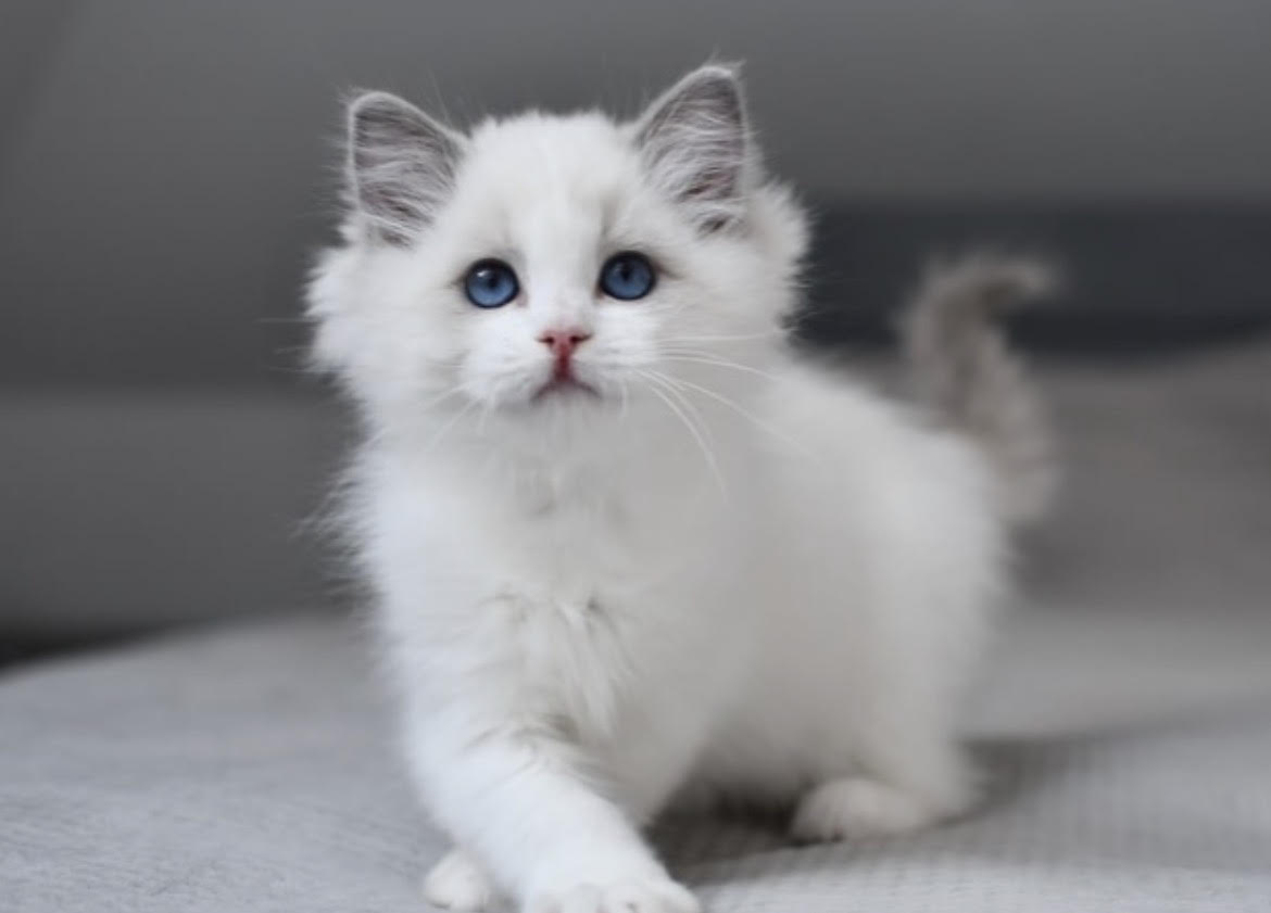 Carreo - gatito Ragdoll
