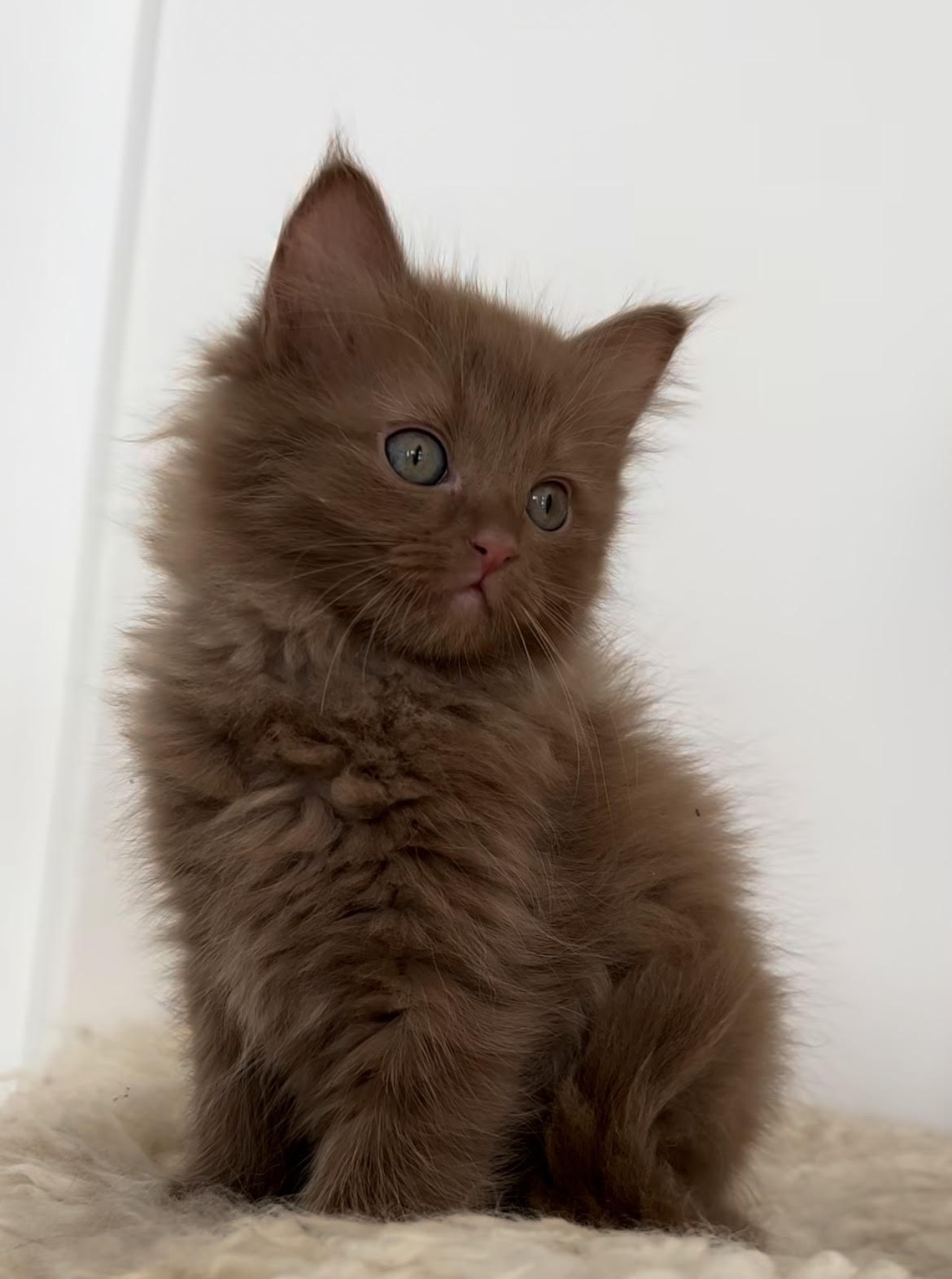 Cleo - gatito Ragdoll