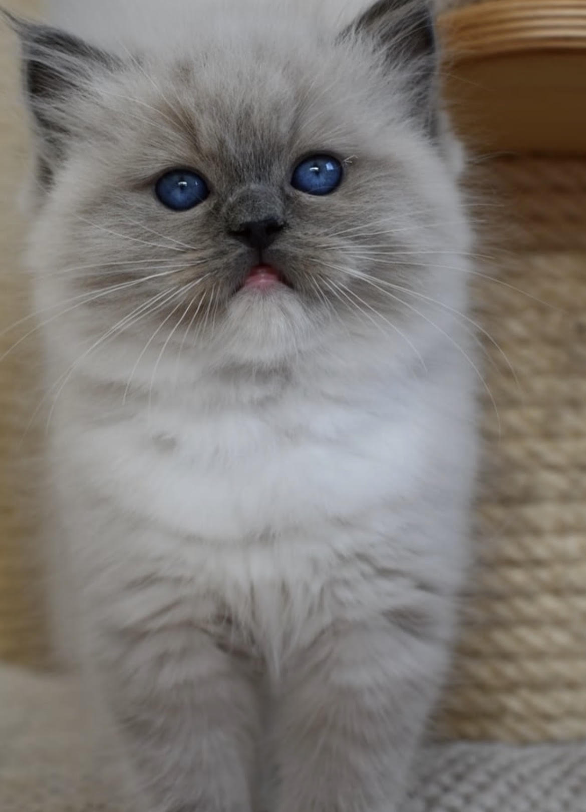 Jason - gatito Ragdoll