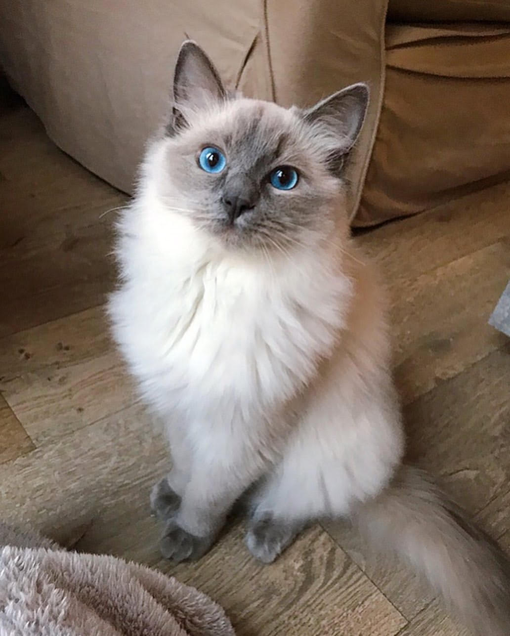 Lola - gatito Ragdoll