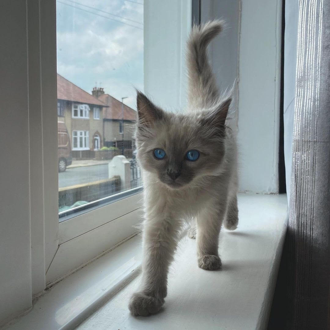 Murphy - gatito Ragdoll