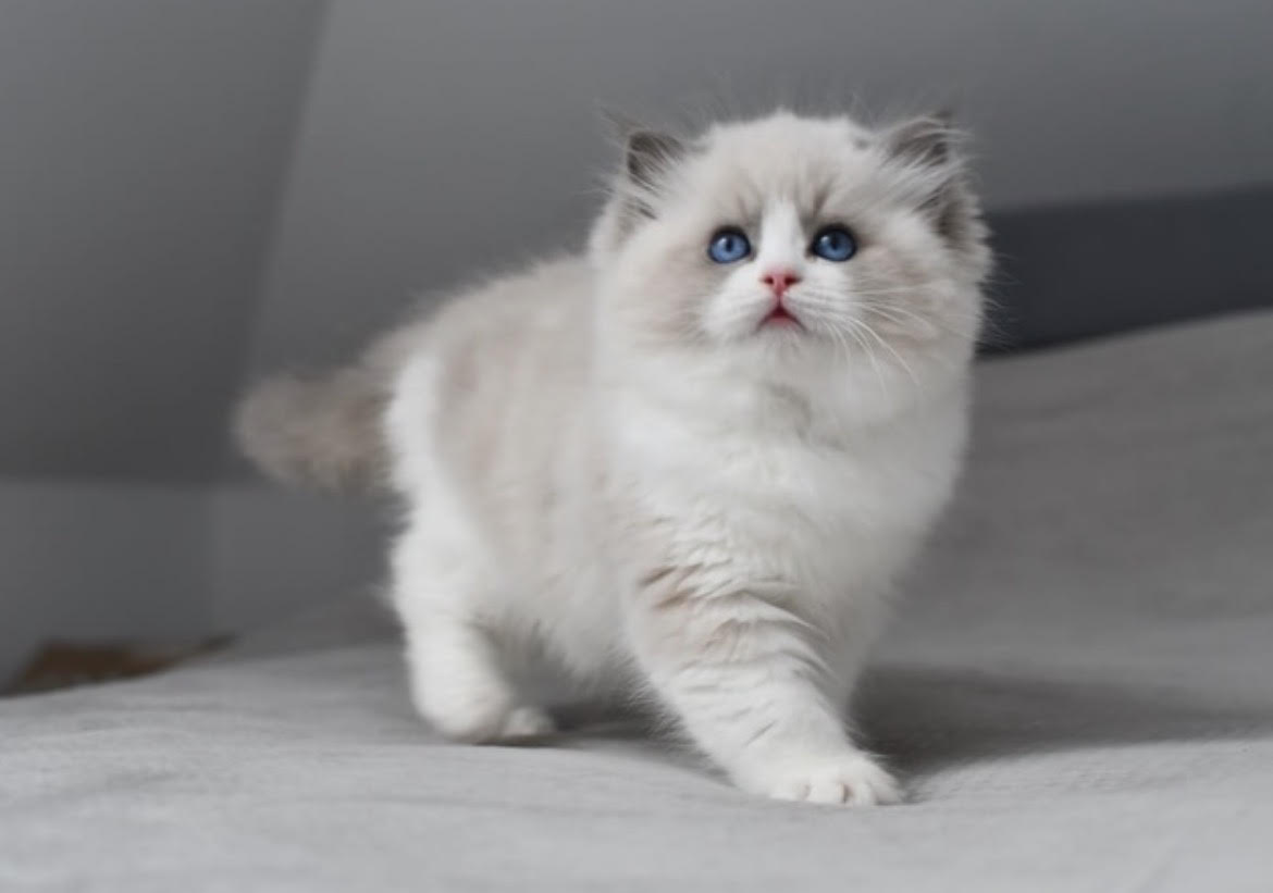 Nunes - gatito Ragdoll
