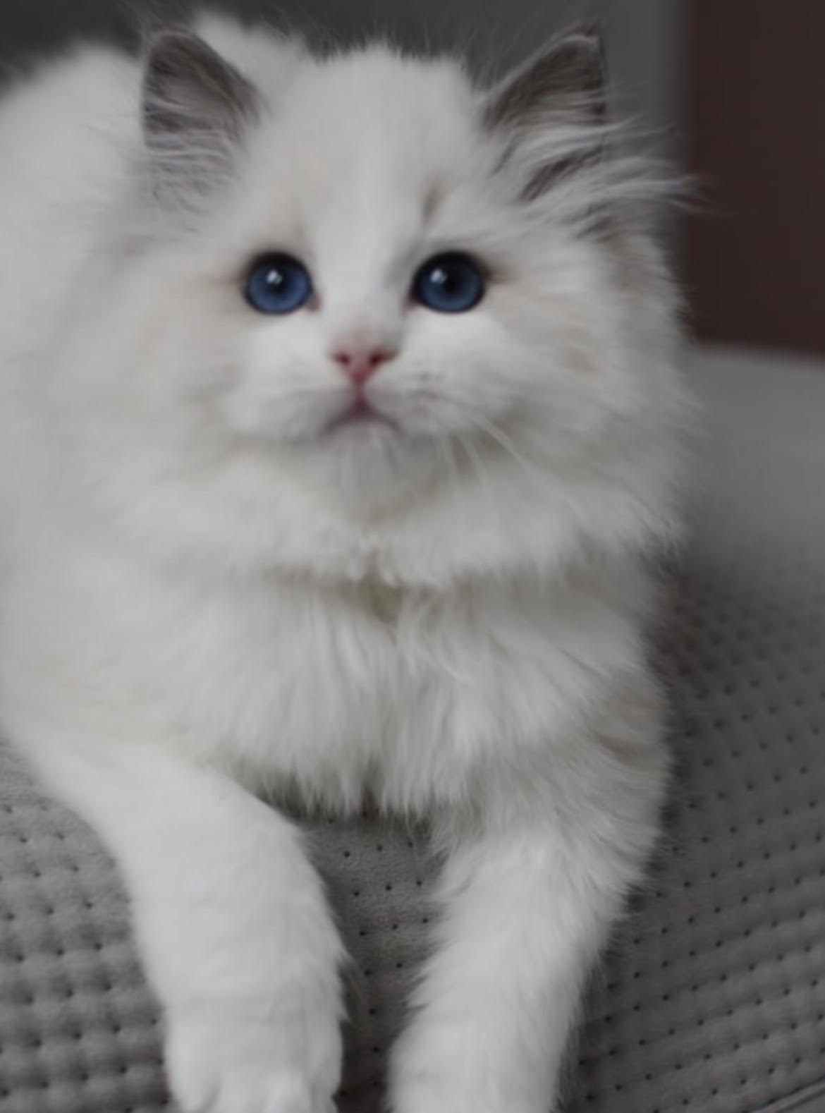 Ollie - gatito Ragdoll